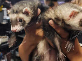 Ferrets for store sale south yorkshire