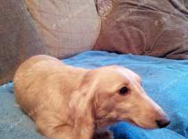 Samoyed Dogs Puppies For Sale Rehome In Huddersfield Find