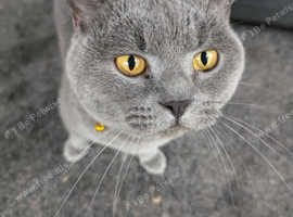 British shorthair