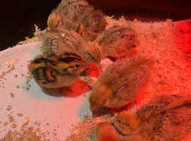 10 Coturnix quail chicks free to good home