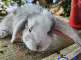french lops one male left