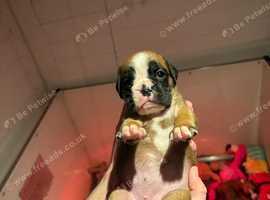Adorable Boxer Puppies 4 Girls and 1 Boy Left!