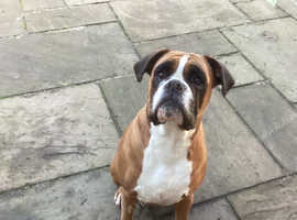 Boxer dog