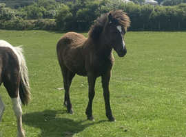 6 month old Colt