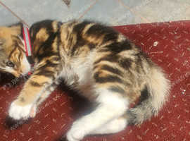 Lovely kitten