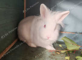 Pure white red eye albino female rabbit
