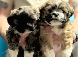 Lhasa Apso, Malshi x puppies.