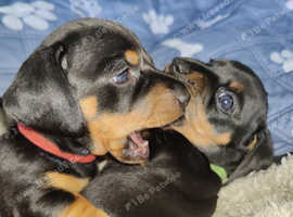 2 Girls Left: Beautiful Standard Shorthair Dachshunds