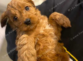 Red F1b Cavapoo girls ready end of may