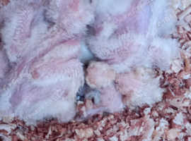Barn Owl chicks for sale with A10