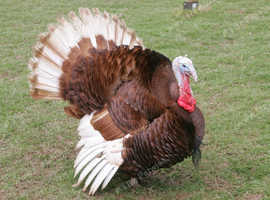 Bournon Red turkeys