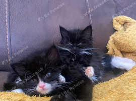 1 male 1 female
