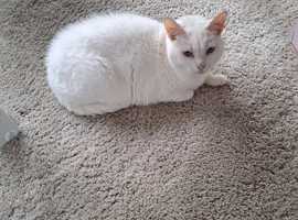 Rehoming  white cat female