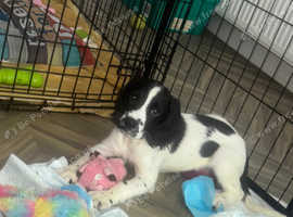 Stunning English Springer Spaniel Pup