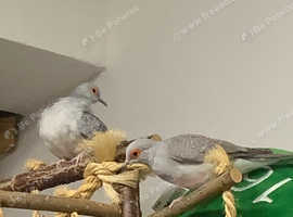Diamond Dove for adoption