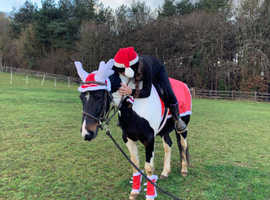 Ex Racer Standardbred