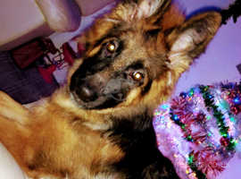 German shepherd male puppy hot sale price