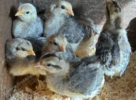 Cream Legbar rooster chicks