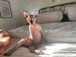 Mimi miniature Canadian Sphynx