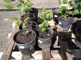 10 apple trees for sale 5 discovery & 5 cox's trees