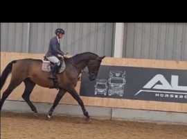 Top Quality competition horse