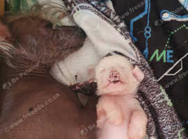 KC REGISTERED CHINESE CRESTED