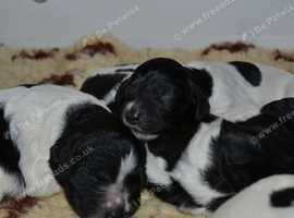 Large munsterlander puppies