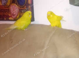 12 budgies to go.  3 Half hand tame.  4 tame   4 wild