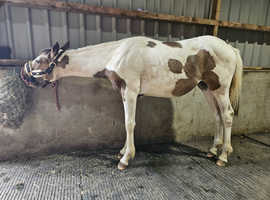 Stunning warm blood cross filly