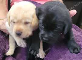 Family labrador puppies