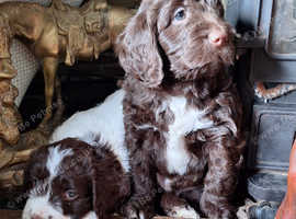 Gorgeous Springer Poodle Pups