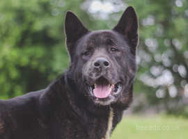American Akita Looking For Forever Home