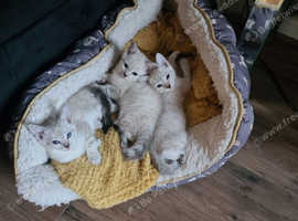 Snow Leopard Snow Bengal Kittens ** READY NOW***