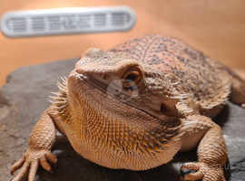 3yr old bearded dragon for sale
