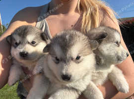 K.c registered Alaskan malamute puppies