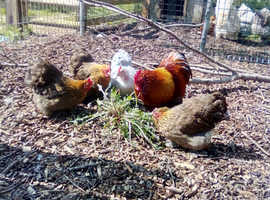 Pekin bantams