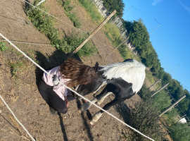 Project/ blank pony/horse