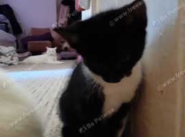 Tuxedo girl . Kitten