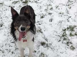 Male border collie 2yrs old