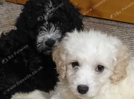 Adorable Cavapoochon puppies