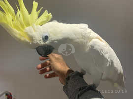 Baby Handreared Silly Tame Cuddly Medium yellow crested Cockatoo Parrot