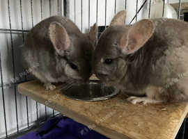 2 Female Grey Chinchillas