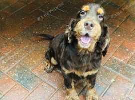 Lyncham best sale cocker spaniels