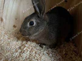 Belguim Hare cross girl for sale