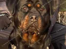 Serbian German rottweiler