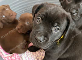 Lab x puppies