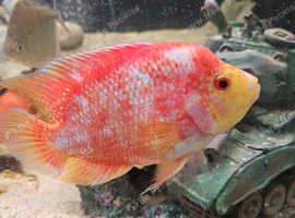 Cuaku Parrot Breeding Female