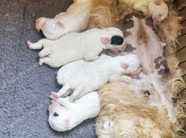 Sealyham terrier kc ready now looking for their forever homes