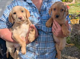 Labradoodles