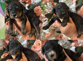 F1 Black and Tan mini Cockapoos 30dna health tested clear